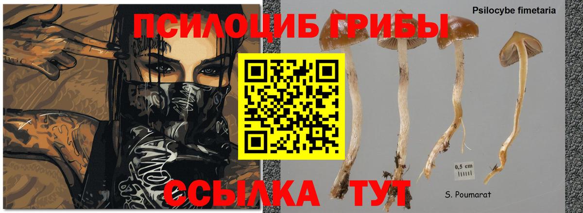 Галлюциногенные грибы Cubensis  Вход с VPN  Псилоцибиновые грибы мицелий  Шатура 